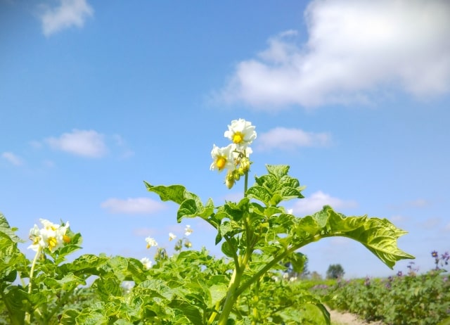 じゃがいもの花