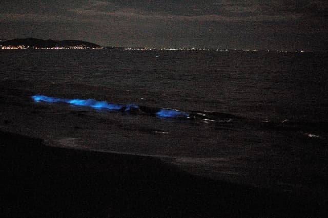夜光虫